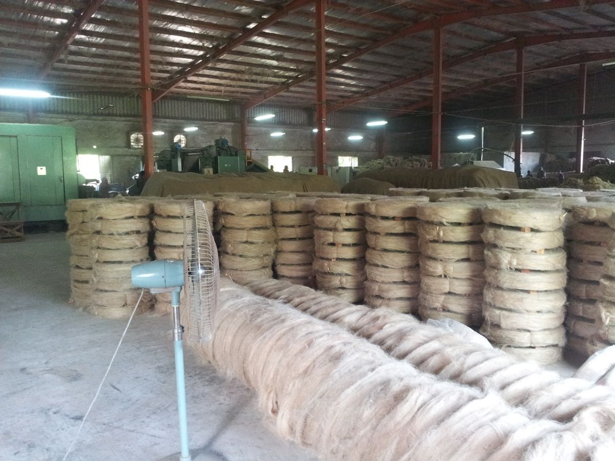 Stacks of jute sliver rolls in the mill warehouse